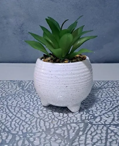 žile Daire Bačka Palanka